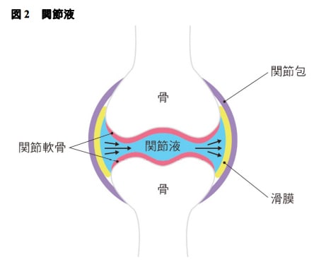 図2 関節駅