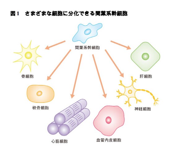 図1 さまざまな細胞に分化できる間葉系幹細胞