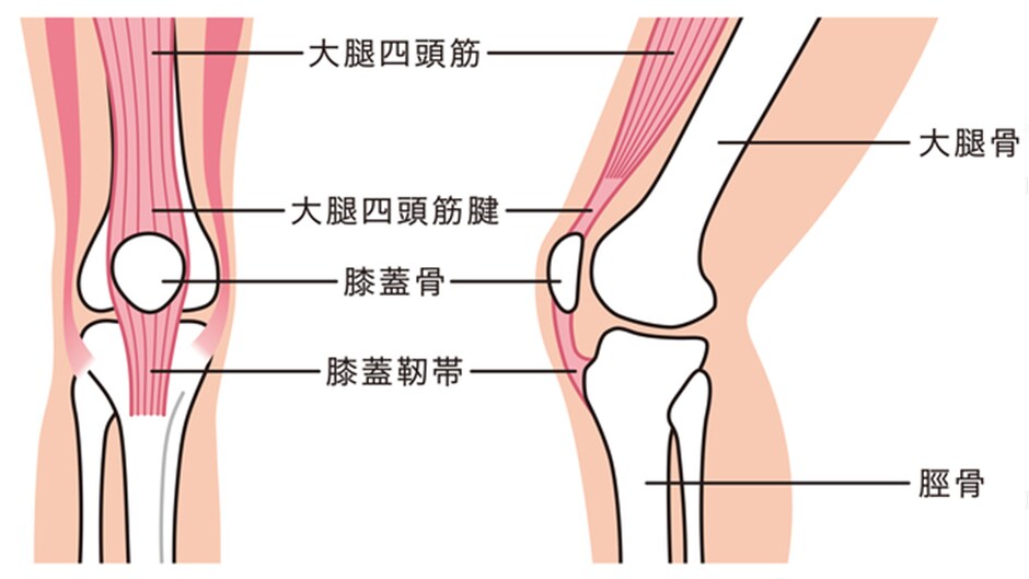 膝関節の仕組み