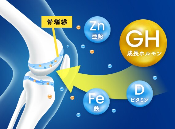 身長が伸びる仕組み