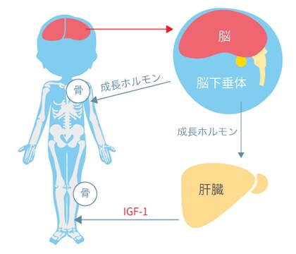 成長ホルモンが正常に分泌されていても低身長は起こります。